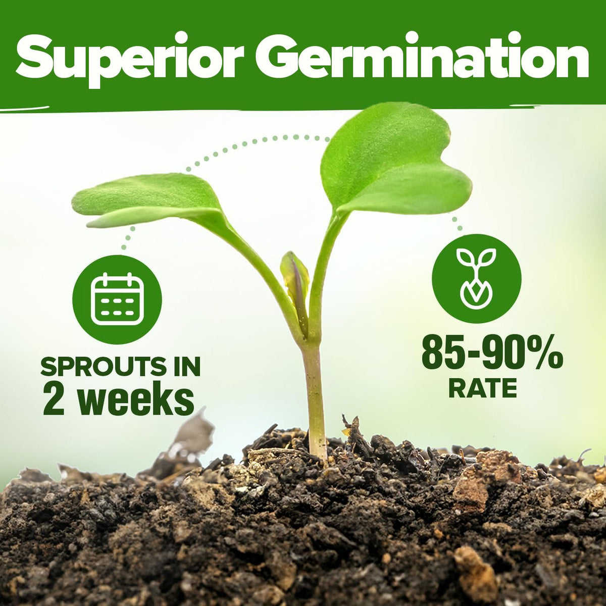 HOME GROWN mint seeds ideal for fresh garden leaves