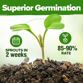 HOME GROWN mint seeds ideal for fresh garden leaves