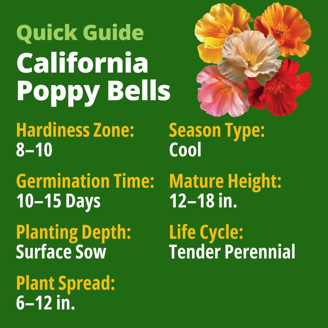 HOME GROWN Mission Bells petals display stained-glass light filtering for dramatic garden drama.