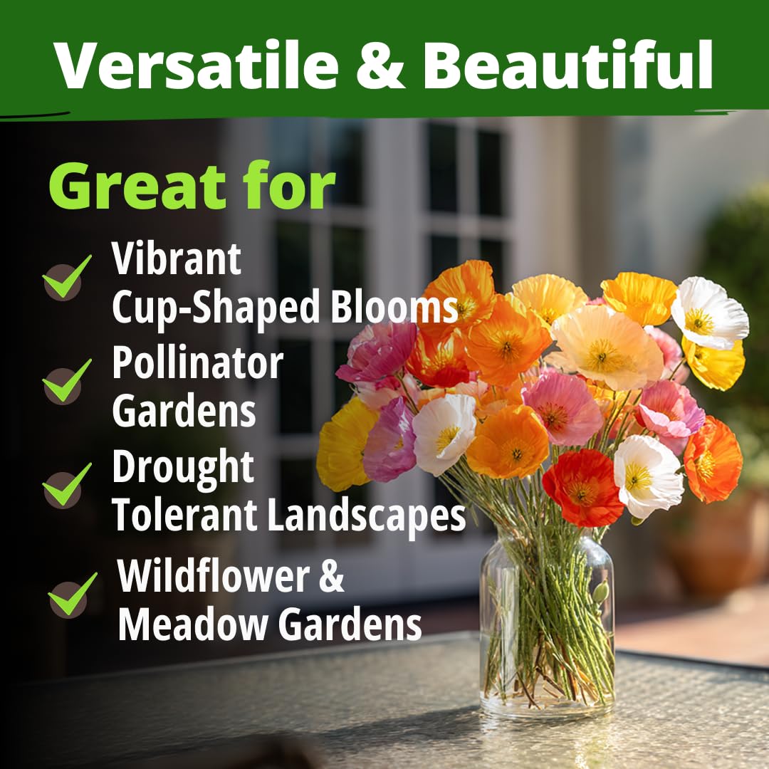 HOME GROWN Mission Bells thrive in full sun and heat with minimal care in tough soils.