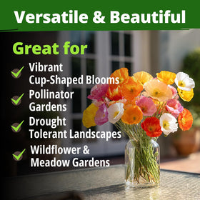 HOME GROWN Mission Bells thrive in full sun and heat with minimal care in tough soils.