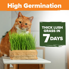 HOME GROWN oat and barley greens close-up may aid digestion through natural greens