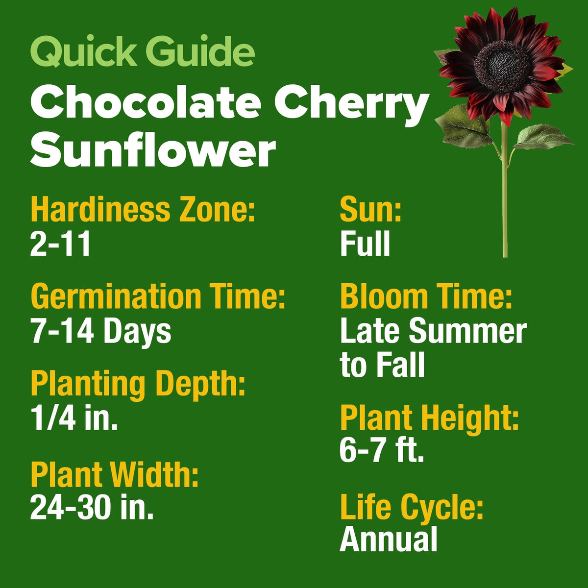 Close-up of chocolate cherry sunflower blooms with burgundy petals and dark centers.