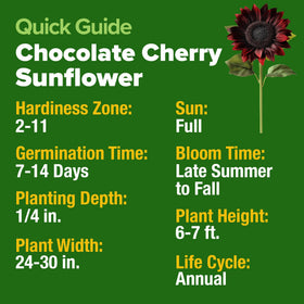 Close-up of chocolate cherry sunflower blooms with burgundy petals and dark centers.