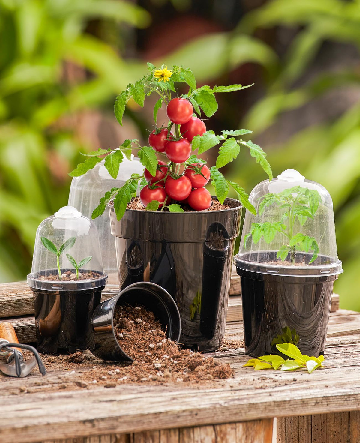 Homenote 15-pack indoor planter set demonstrates versatile tools for growing indoors.