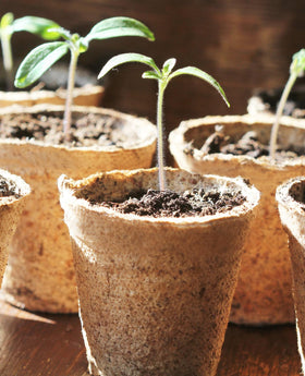 Homenote 60 pack seed starter kit simplifies seedling setup