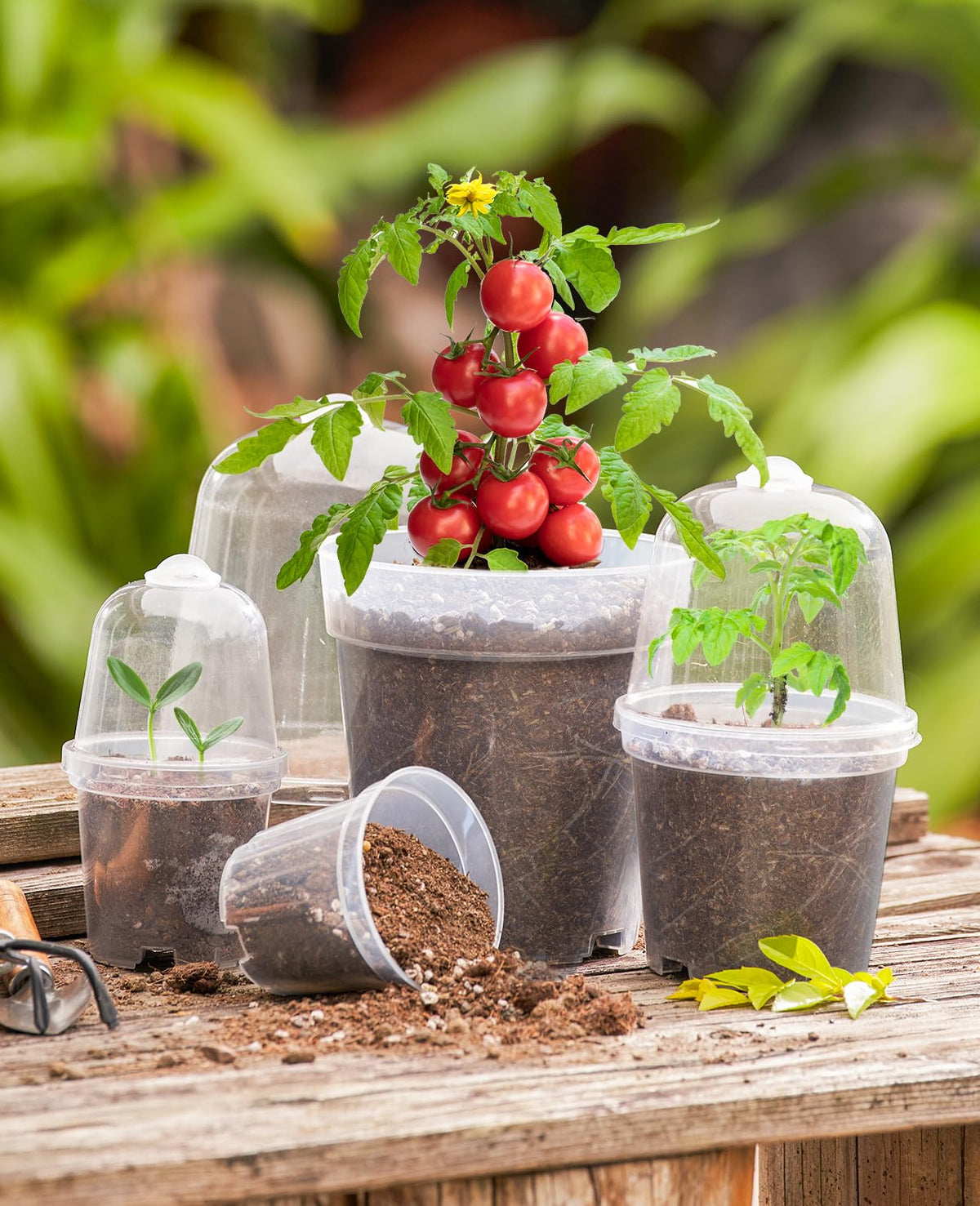 Homenote humidity dome lid on clear pot for seedling development