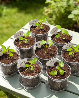 Homenote 4-inch clear pot with drainage for healthy transplanting