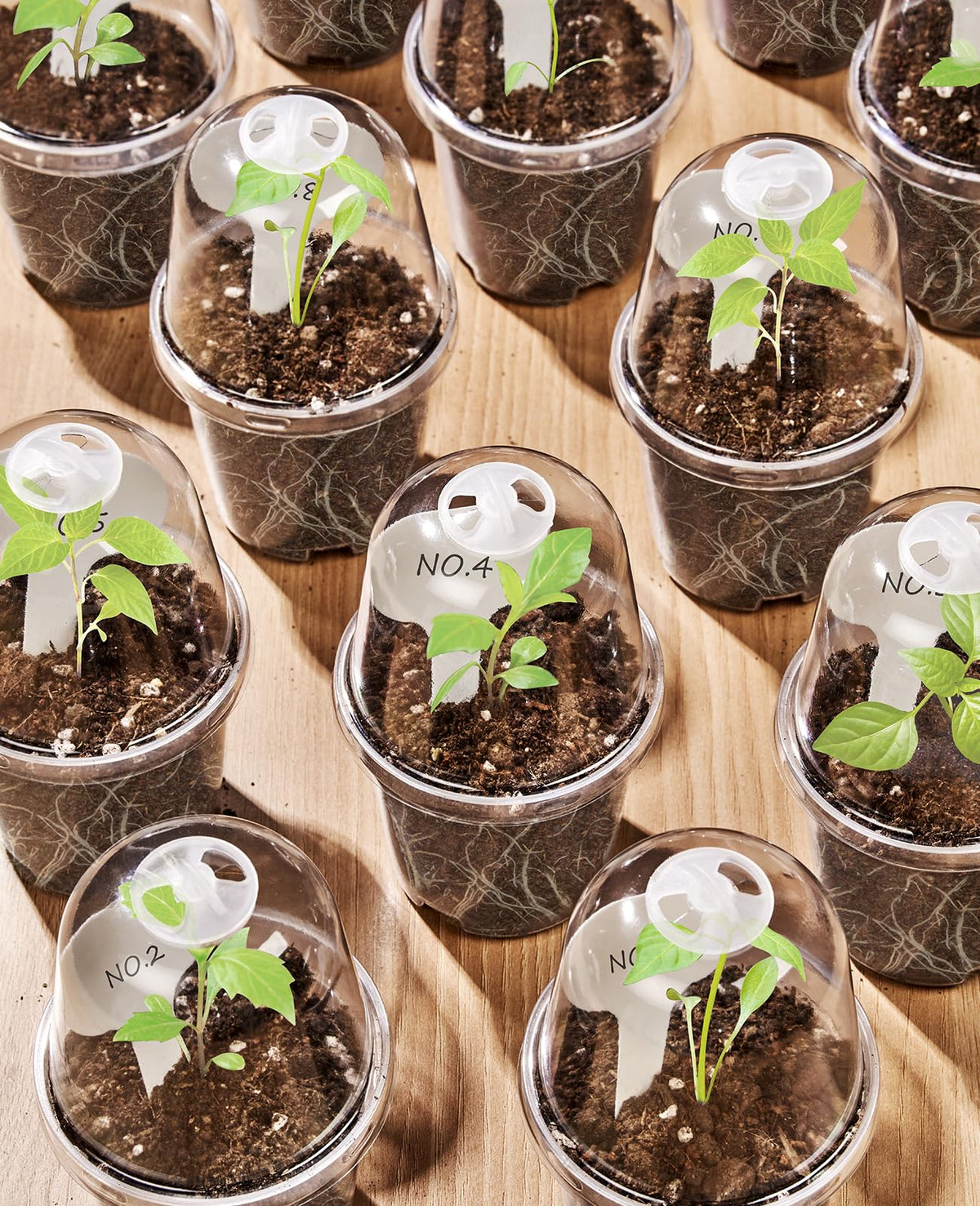 Homenote fifteen-pack pot set with lids for seed starting
