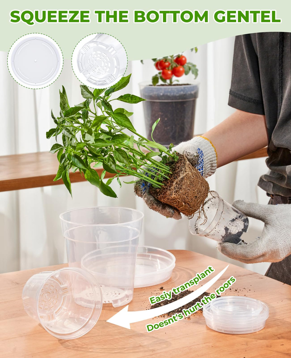 Clear pots suit orchids, succulents, herbs, and tomatoes.