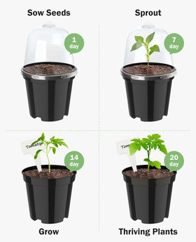 Homenote plants thriving in pots, including succulents and mini landscaping ideas.