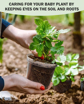 Homenote raised-bottom design improves airflow around roots