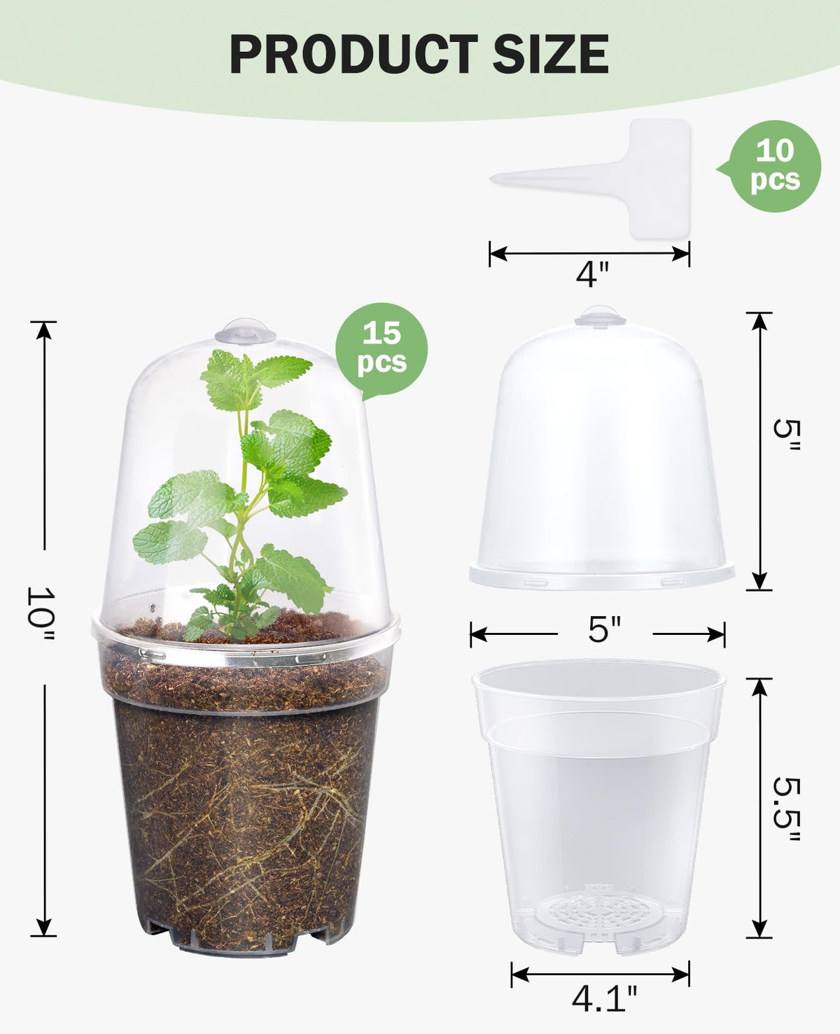 Homenote seedling propagation in clear pot highlights root visibility