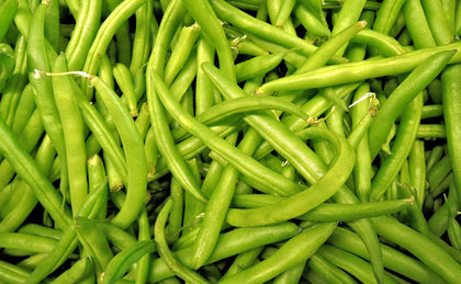 Hometown Seeds Contender bush bean pod, fresh green pods ideal for quick harvests.