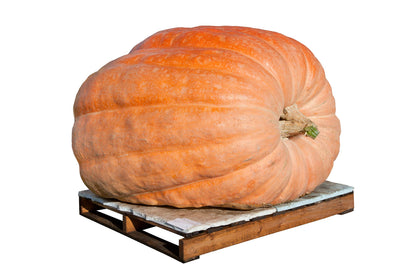 Hometown Seeds Dill's Atlantic Giant seeds packet showing potential for enormous pumpkins.