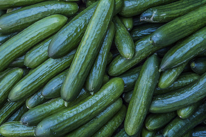 Hometown Seeds Diva Burpless cucumber seeds (diva-burpless-cucumber-seeds) deliver crisp, sweet harvests with tender skin.