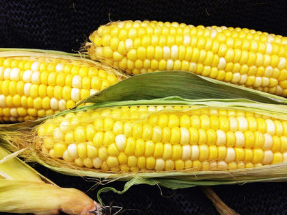 Hometown Seeds Early Sunglow corn ear ready for harvest, ideal for summer meals.