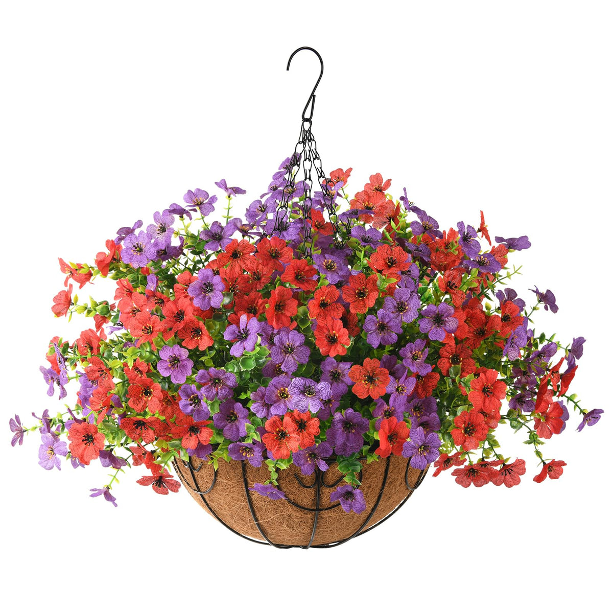 Hommyea year-round bloom display without watering.