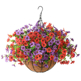 Hommyea year-round bloom display without watering.