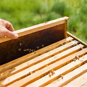 Honey Lake frame size 9-1-8 inch fits standard brood boxes