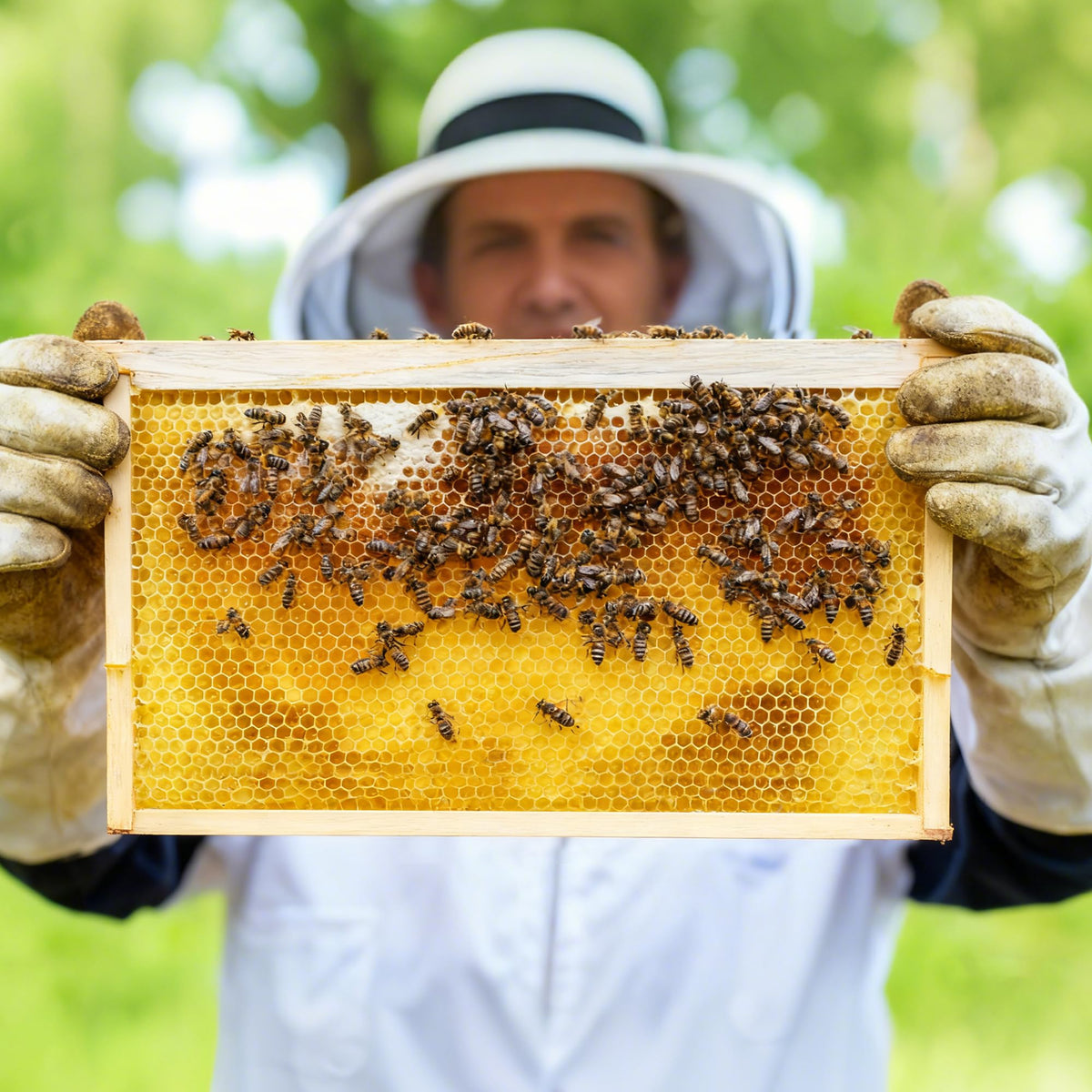 Honey Lake beekeeping kit emphasizes reliable materials for long-term brood management