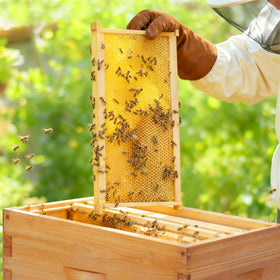 Honey Lake unassembled frames with nails included allow fast, straightforward hive installation