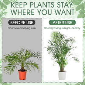 Honeydak green plant support kit ideal for monstera, pothos, philodendron.