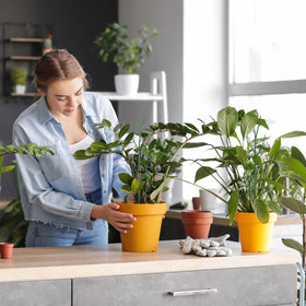 Honeydak stackable climbing sticks help train tall plants neatly.