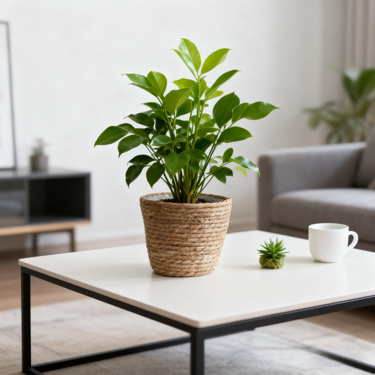 HONGXIMY planter basket ideal for large indoor plant pots.
