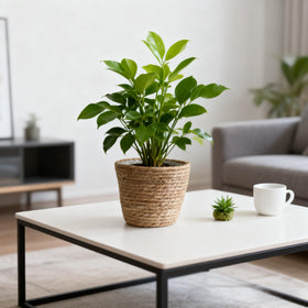 HONGXIMY planter basket ideal for large indoor plant pots.