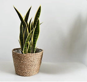 HONGXIMY seagrass planter basket for outdoor use enhances garden aesthetics.
