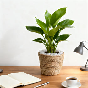 HONGXIMY seagrass planter basket includes inner lining to manage water.