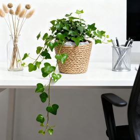 HONGXIMY seagrass planter basket rustic charm complements any decor.