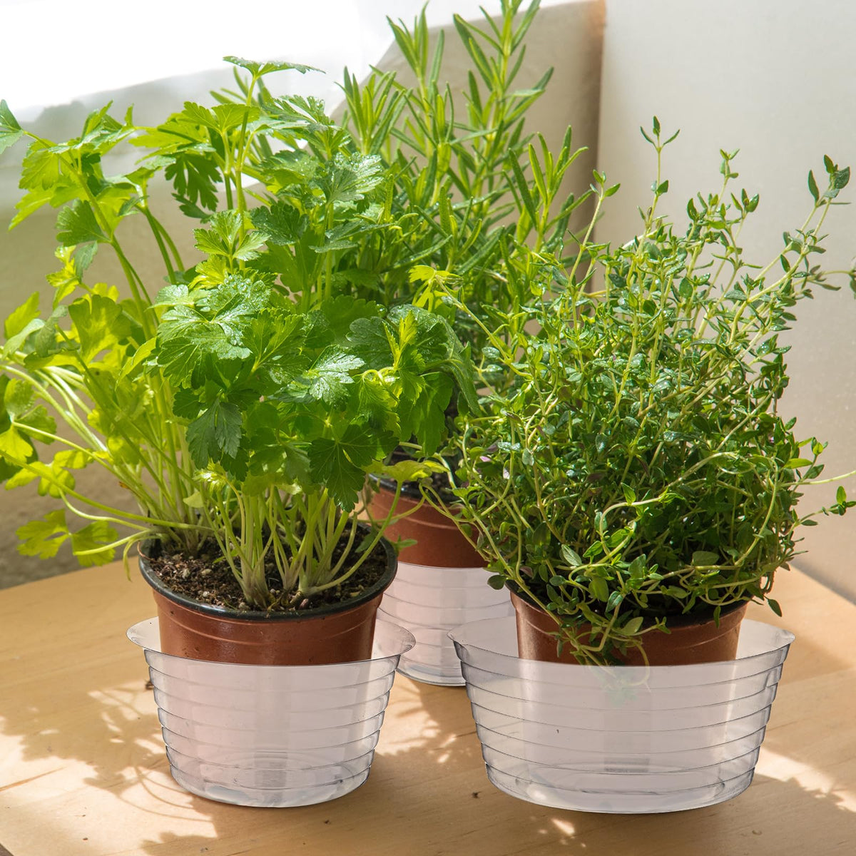 Hoolerry gift-ready clear saucer collection for plant lovers.