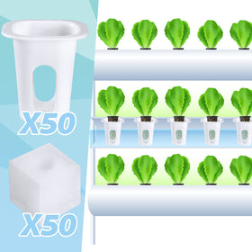 Sponges prepared for soaking and plant placement in a hydroponic setup.