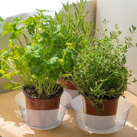 Hoolerry 20-pack clear plant saucers for versatile indoor outdoor use