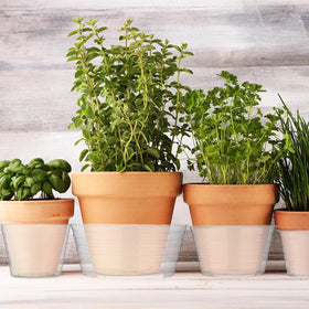 Hoolerry clear saucer for indoor and outdoor pots