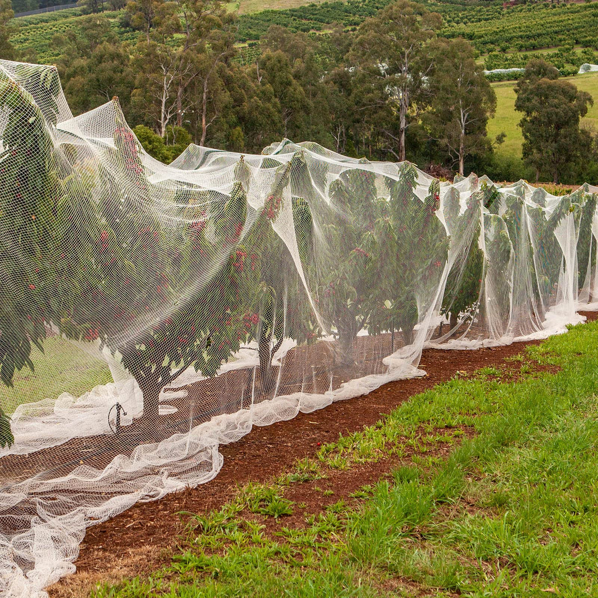 Hoolerry window-use netting demonstrates multi-function shade and cover