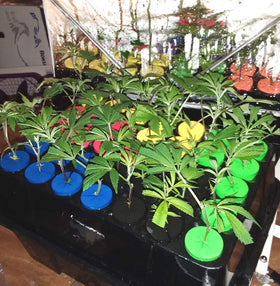 HORTIPOTS mixed-color pack highlights color-coded sprayers for organization