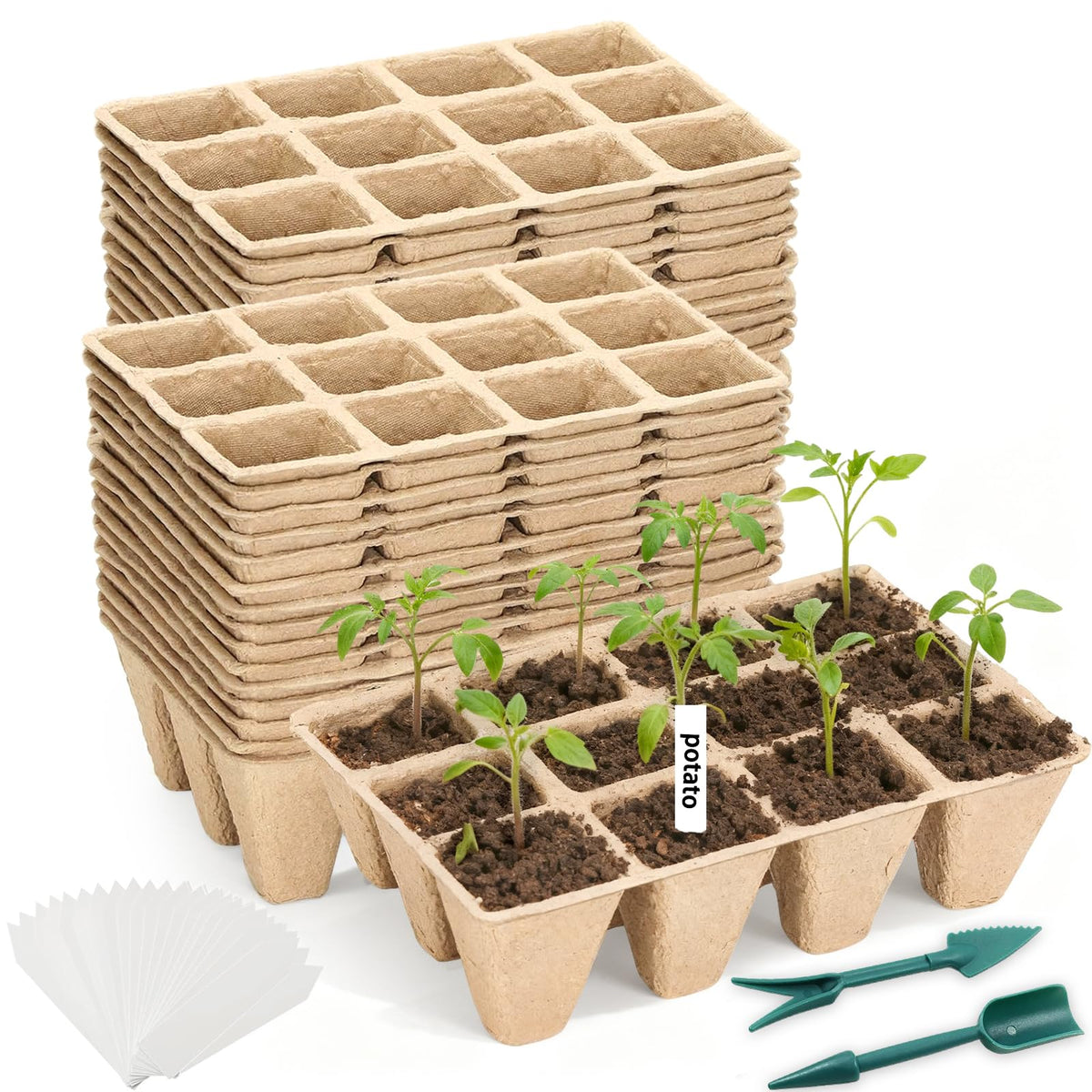 Hosetim seed starter tray with 12 cells, ideal for organized seed germination indoors.