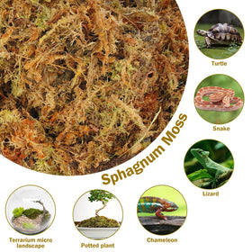 Hourleey sphagnum moss in pot showing moisture distribution.