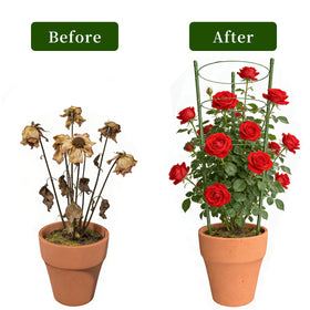 Hoyejyou easy-install design features sharpened stake points for quick soil insertion.