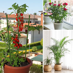 Hoyejyou tomato-peony-rose support cage suitable for diverse garden plants.