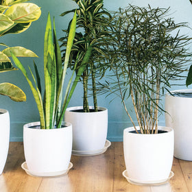 HQAUT 12-inch clear plant saucer easy moisture monitoring and overflow capture.