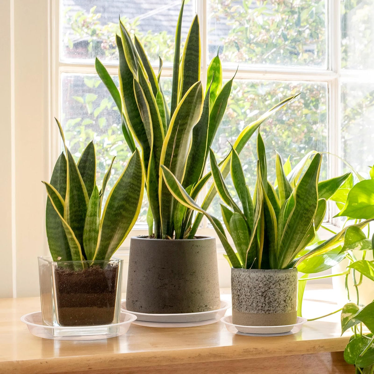 HQAUT 22-inch clear plant saucer keeps big pots and patio areas protected.