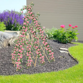 HTWNK outdoor trellis helps plants train along a vertical frame.