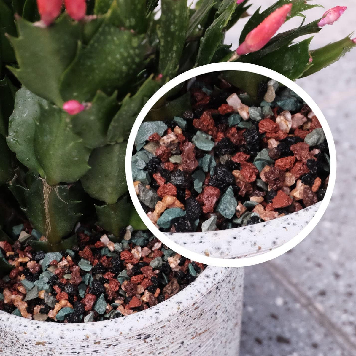 HTWNK terra setup lava rock multi-color showcases decorative yet functional accents