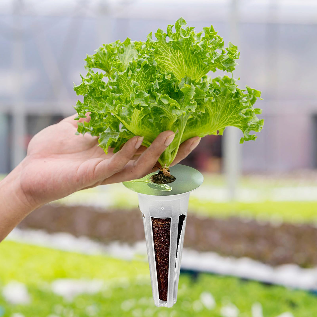 Hugloogn kitchen garden setup demonstrates year-round herb growth.