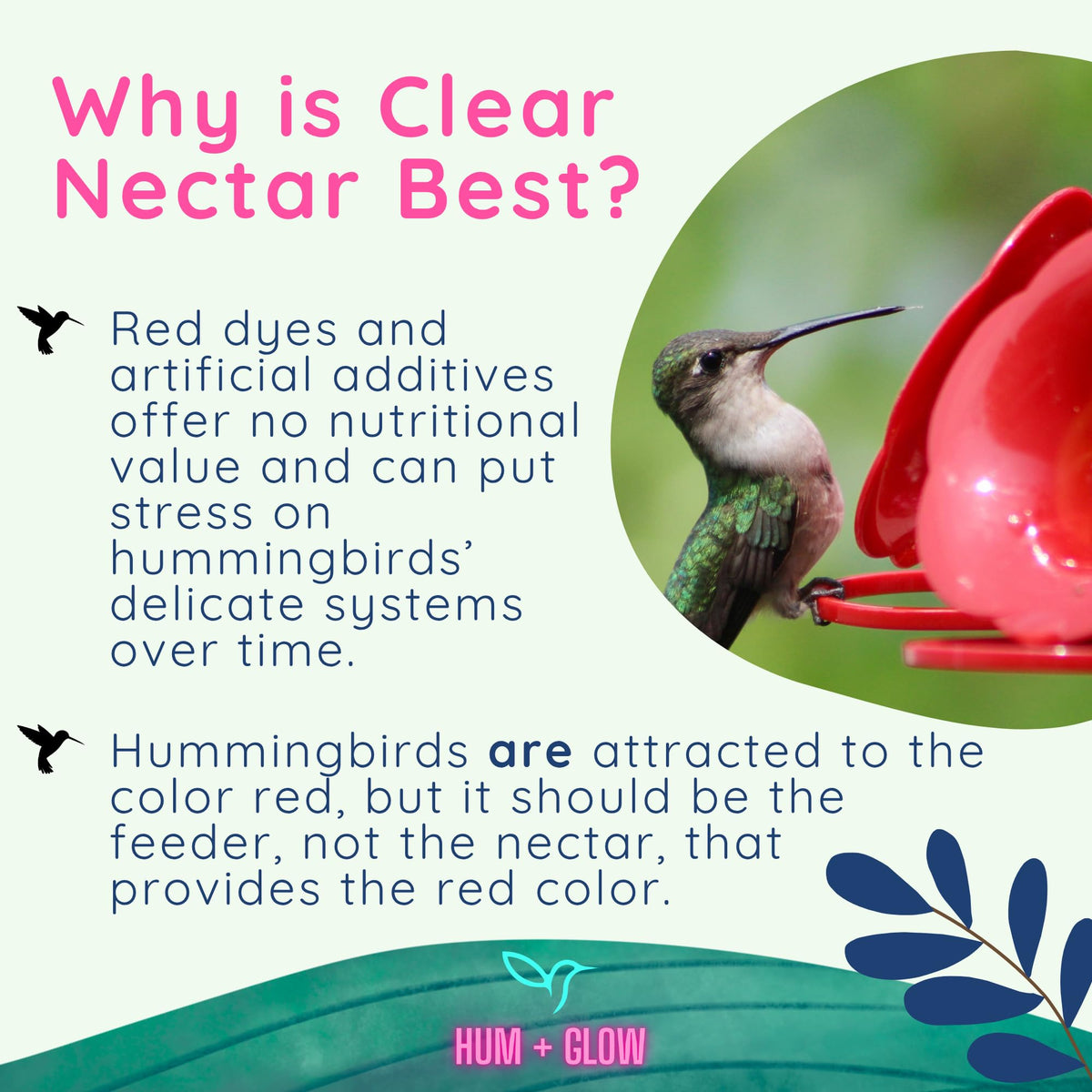 Hum + Glow nectar is free of dyes and preservatives for bird-safe feeding.