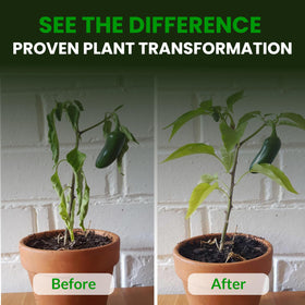 Humboldts Secret CalMag & Iron root development under balanced nutrition.